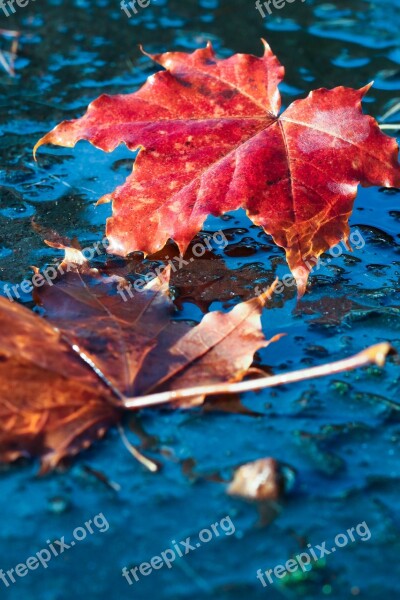 Leaf Autumn Puddle Fall Nature