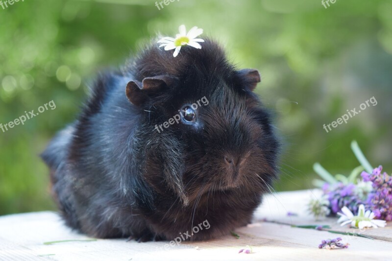 Guinea Pig Pet Animal Spring Guinea