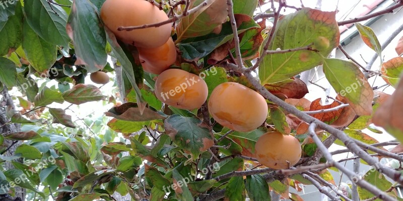 Persimmons Fall Fruit Orange Season