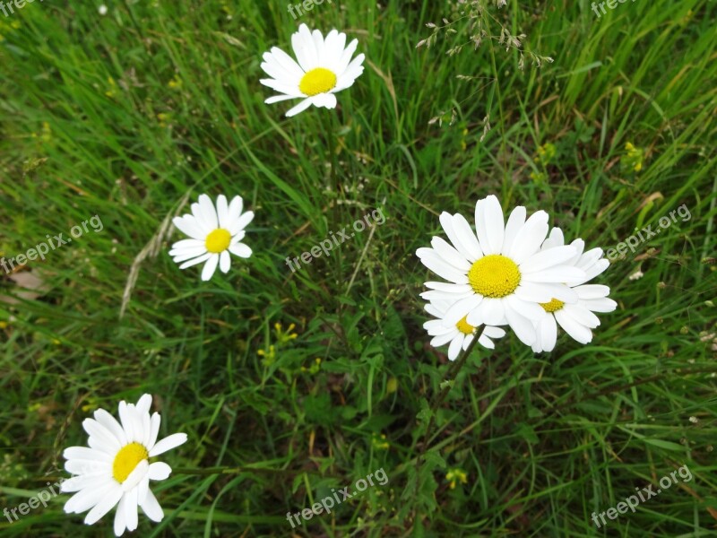 Margarétka Plant Flower Flowering Spring