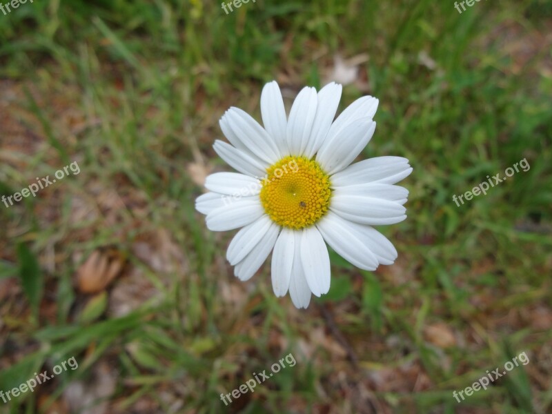 Margarétka Bloom Biela Rast Plant