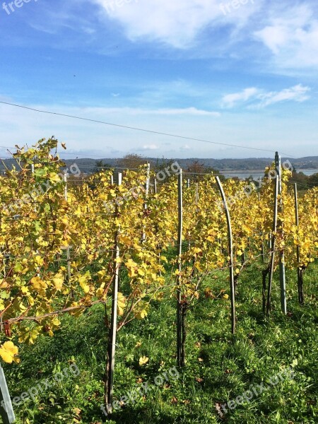 Reichenau Island Lake Constance Vineyard Free Photos