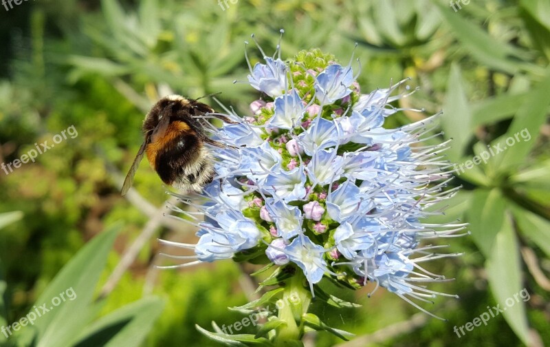 Madeira Funchal Botanical Garden Bee Blossom