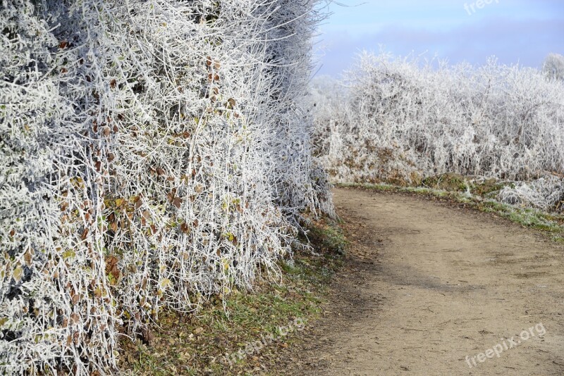 Hoarfrost Cold Winter Frozen Frost