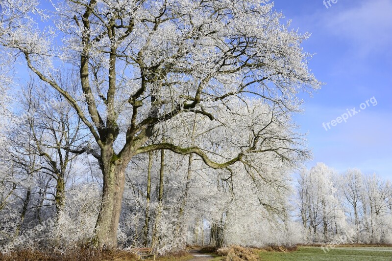 Hoarfrost Cold Winter Frozen Frost