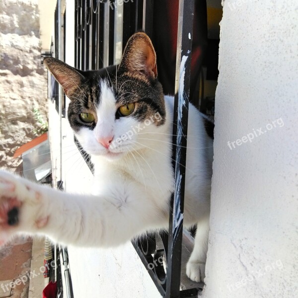 Cat Window House Cat Free Photos