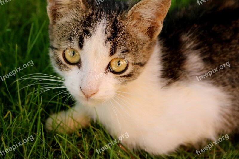 Cat Eye Green Eyes About Pet