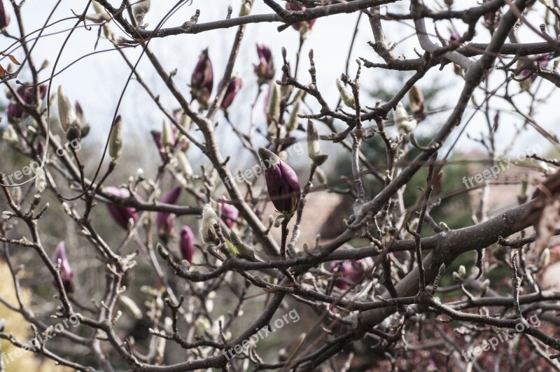 Magnolia Plants Spring Magnolia Branches Nature