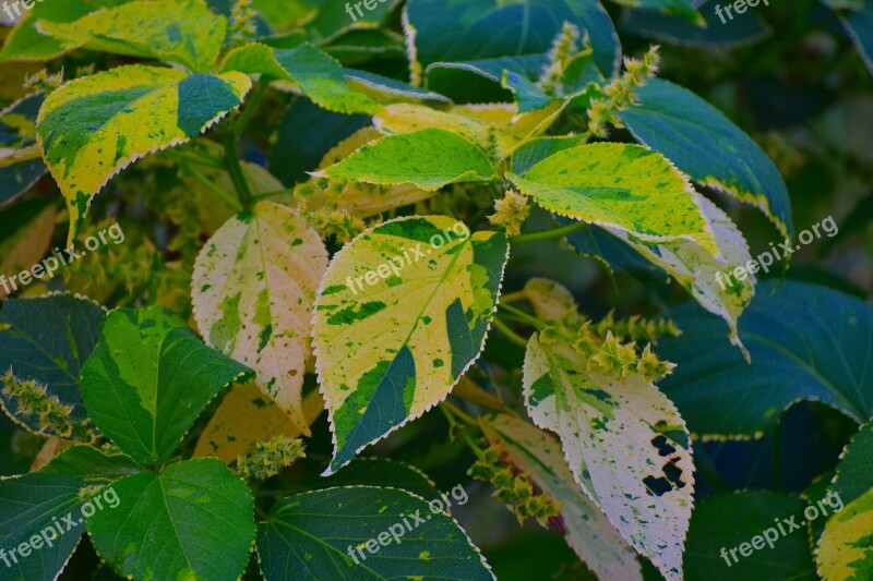 Variegated Leaves Big Leaves Wild Leaves Infested Free Photos