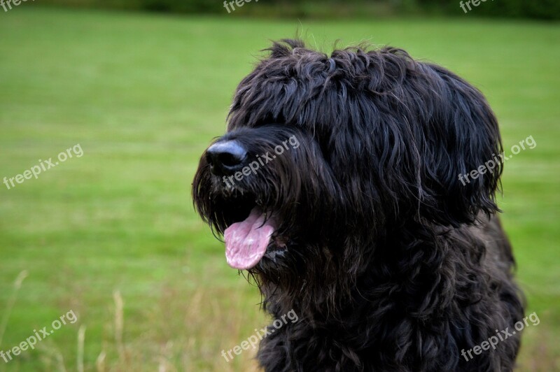 Dog Briard Tongue Free Photos