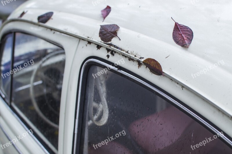 Leaves Car Leaf Green Symbol