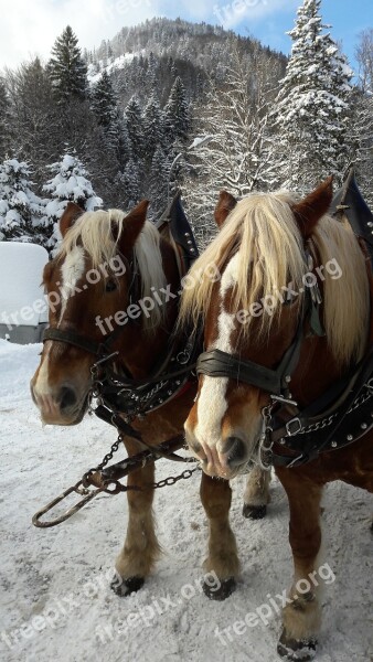 Nature Horses Winter Schee In The Free