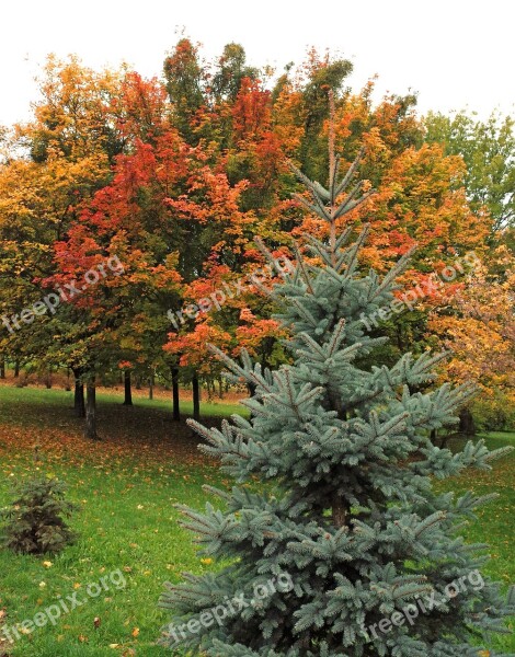 Autumn Tree Colorful Leaves Nature Free Photos