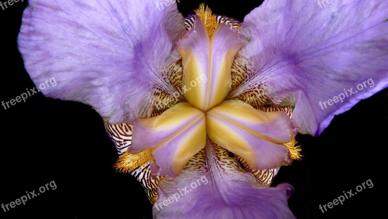 Iris Flower Close Up Free Photos