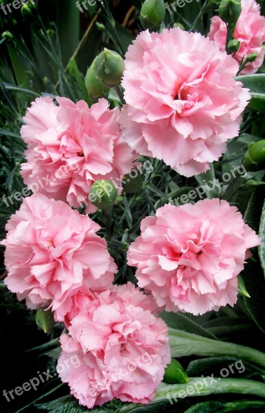 Carnations Pink Plant Garden Free Photos