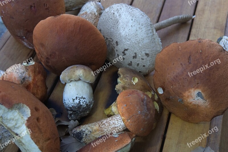 Boletus Ceps Mushrooms Edible Bolete Orange