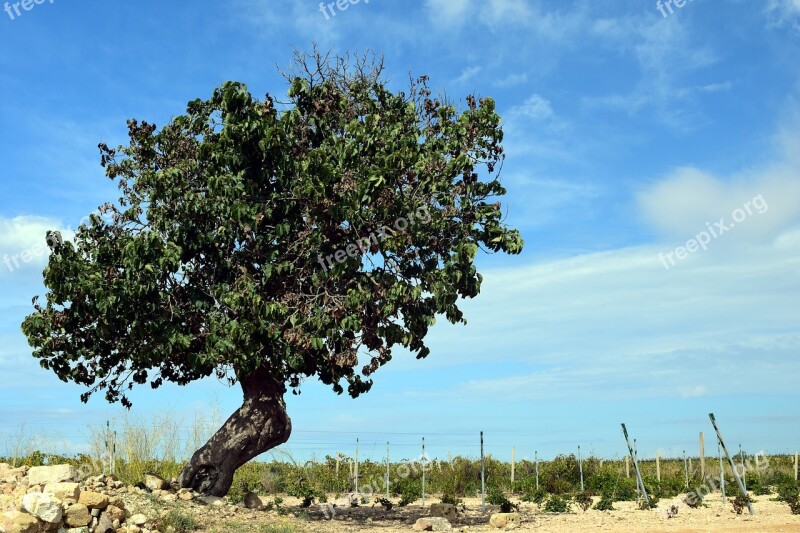 Tree Mulberry Tree Old Old Tree Nature