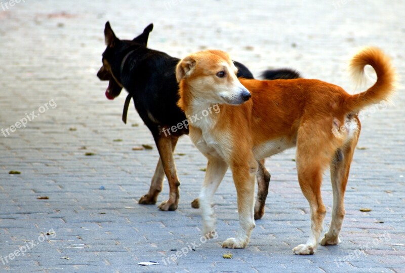 Dogs Buddies Canine Stray Dogs Brown