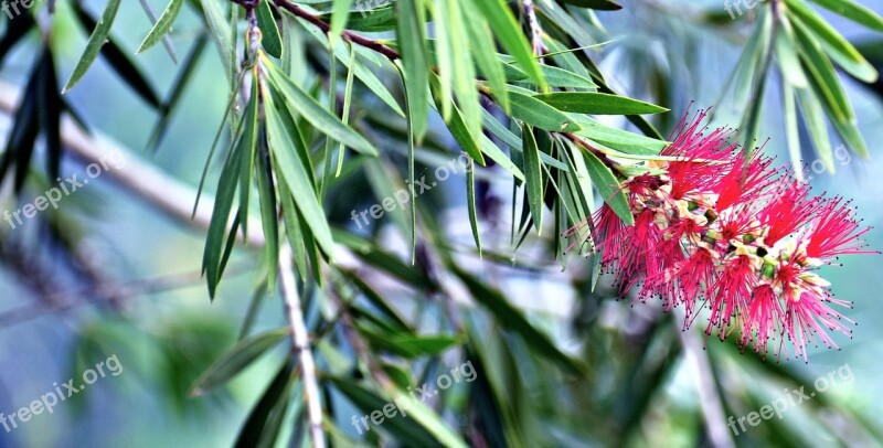 Red Bottlebrush Callistemon Plant Flower Red