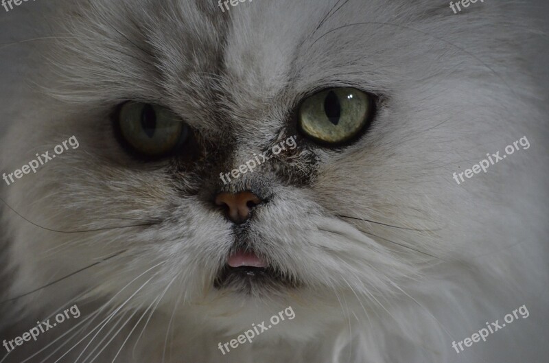 Persians Portrait Cat Face Race