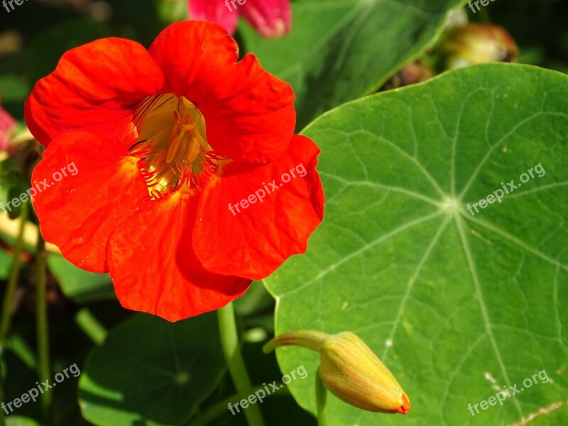 Edible Flowers Nasturtium Edible Blossom Bloom