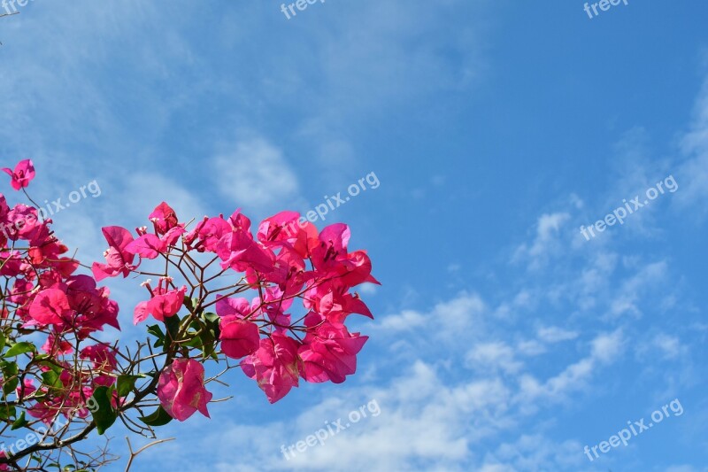 Bougainvillaea Blossom Bloom Red Red Flower