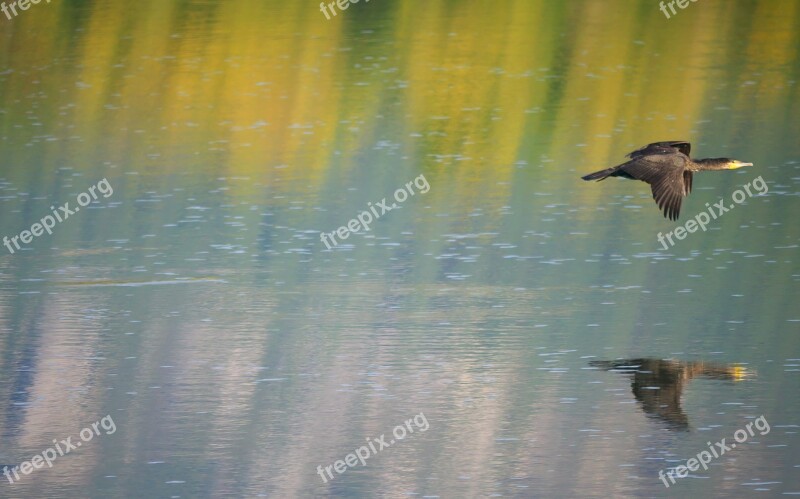 Nature Cormorant Water River Color