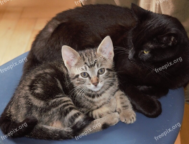 Cat Mackerel Domestic Cat Short Hair Cute