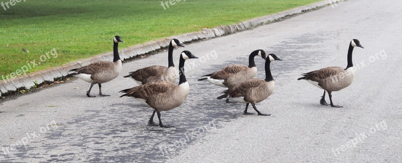 Goose Crossing Gaggle Of Geese Canada Goose Waterfowl Bird