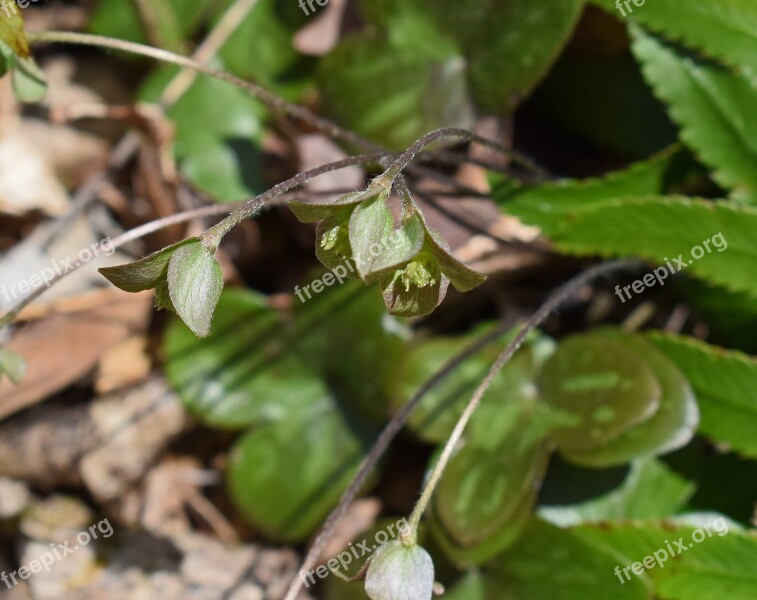 Hepatica Seedlings Seedling Plant Hepatica Wildflower