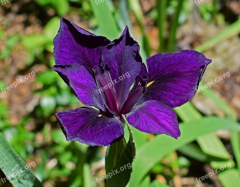 Shimmering Iris Louisiana Iris Flower Blossom Bloom