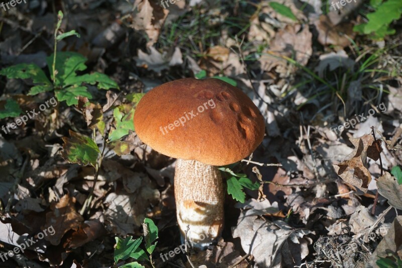 Fungus Boletus Cep Bolete Orange Forest