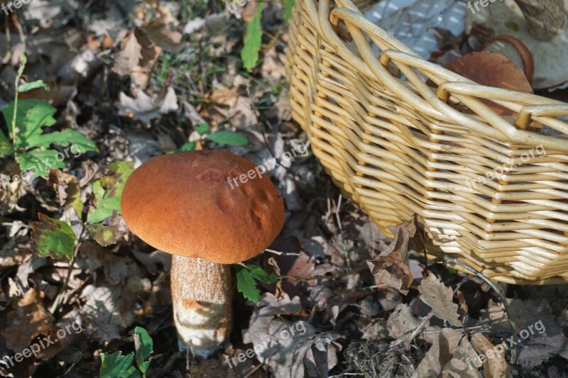 Fungus Boletus Cep Bolete Orange Forest