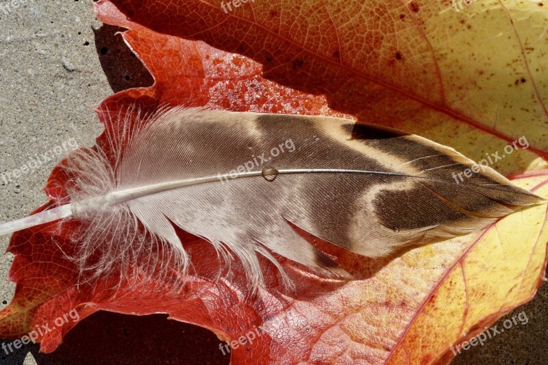 Duck Feather Leaves Fall Foliage Autumn Leaf