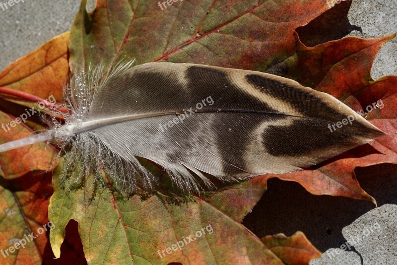 Duck Feather Leaves Fall Foliage Autumn Leaf