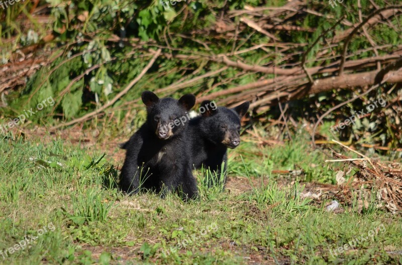 Black Bear Bear Cubs Bears Young