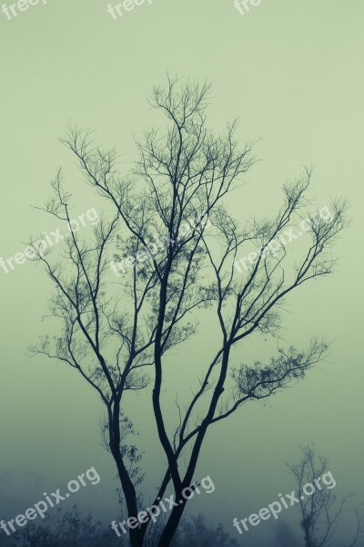 Branch Fog Mist Morning Sky