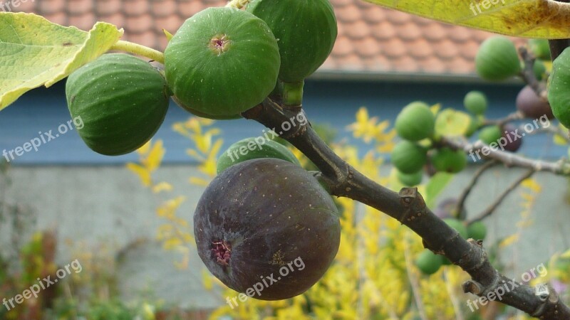 Fig Fruit Blue Brown Tree Hardy