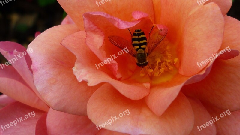 Rose Flower Blossom Bloom Apricot-colored