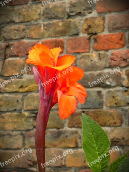 Flower Orange Garden Orange Flower Blossom