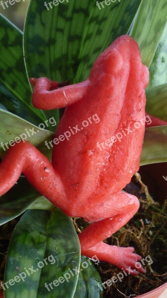 Strawberry Frog Animal Red Amphibian Bromeliads-residents