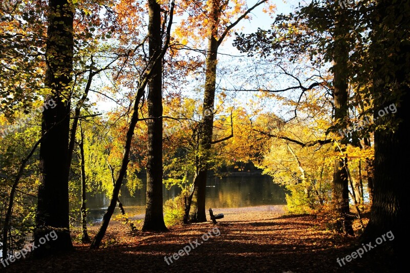 Forest Path By Look Forest Walking Path Nature