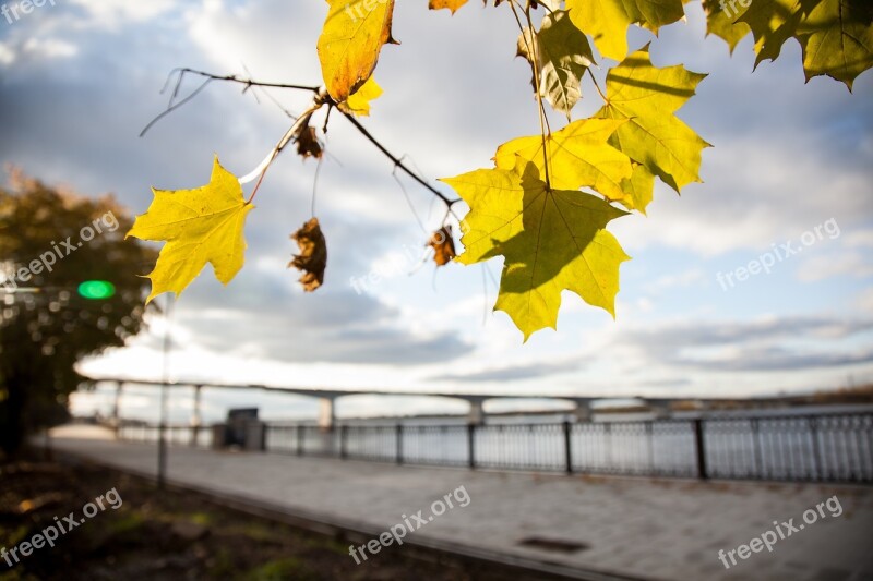 Autumn Leaves Maple Romance Stroll