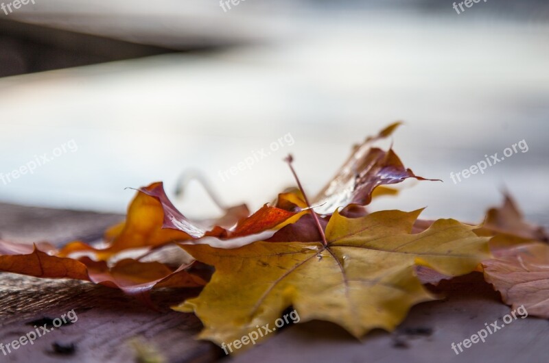 Autumn Leaves Maple Romance Stroll