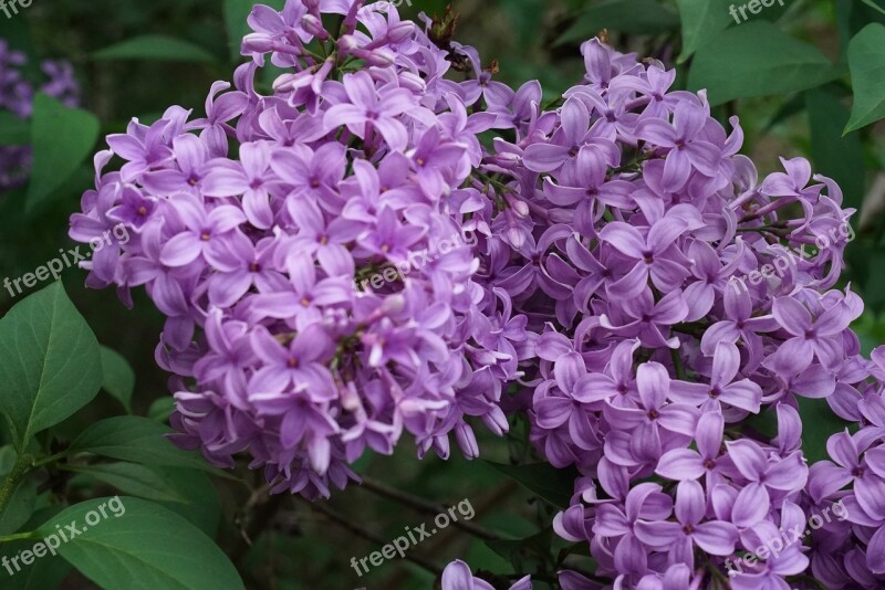 Hope Beauty Calm Purple Flowers Botanical Garden