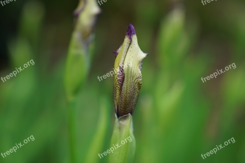 Iris Germanica Cream And Mauve Geelong Botanical Gardens Budding