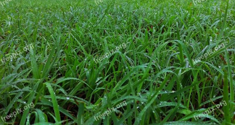 Grass Green Dew Morning Yard