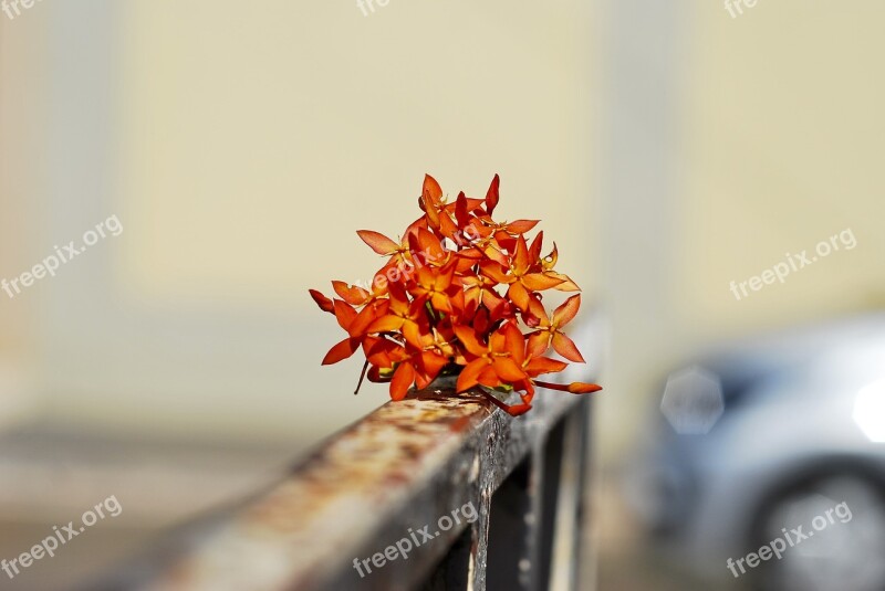 Flower Blurred Background Delicate Blurred Flowers