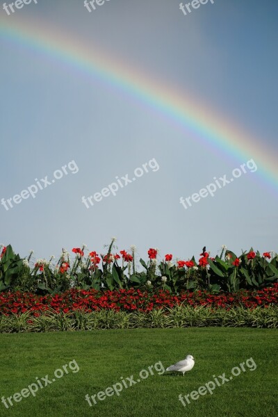 Rainbow Seagull Meadow Flowers Harmony