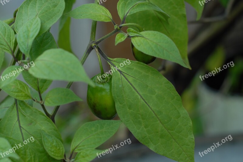 Green Chile Vegetable Nature Spicy Tlapa De Comonfort